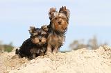 YORKSHIRE TERRIER 021